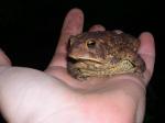 Big Toad