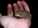 Small Toad