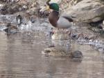 Mallards