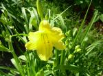 daylily