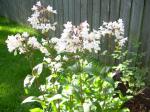 Husker Red Penstemon