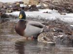 Mallards