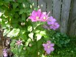 Clematis begins to bloom