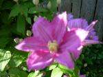 Clematis