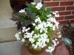 Impatiens, Phlox & Sweet Potato Vine