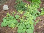 Lady's Mantle