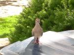 baby Mourning Dove