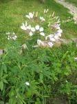 Cleome hassleriana (Spider Flower)