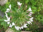 Cleome hassleriana (Spider Flower) top