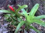 Bromeliad