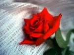 A gorgeous Rose