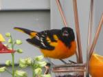 Baltimore Oriole (male)