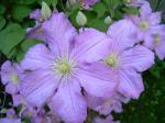 Clematis