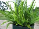 fern