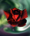 Maybe my best Rose ?