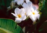  White Plumeria