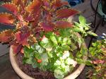 Coleus, begonia,& varigated Sweet Potato vine