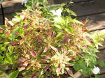 Coleus Tiny Toes, Solanum, & White Impatiens