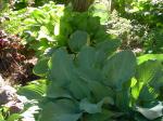 love my Hostas!