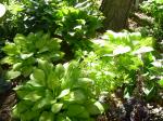 Hostas in the morning