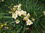 "Catherine Woodbury" Daylilies