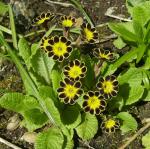 Gold-edged primula