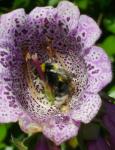 Digitalis with bumble bee