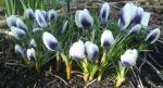 Crocus chrysanthus "Ladykiller"