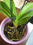 Phalaenopsis - roots