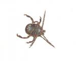 Amblyomma maculatum