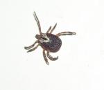 Amblyomma maculatum