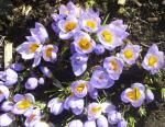 Crocus chrysanthus "Tricolor"