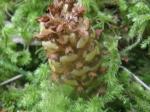 Older ground cone fungus.