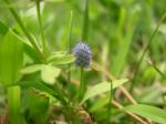 Eryngium prostratum 