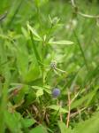 Eryngium prostratum 