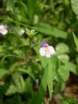 Mazus pumilus 