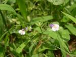 Mazus pumilus 