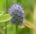 Eryngium prostratum 