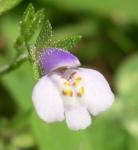 Mazus pumilus