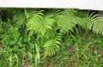 wild fern