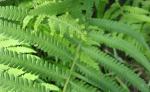 wild fern-closeup