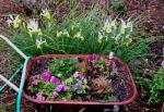 A wall of Iris behind the wheelbarrow