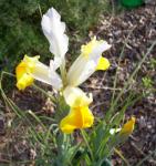 First Dutch Iris to open this year