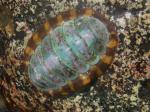 Lined chiton