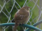 Wren