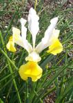 Second Dutch Iris