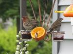 Male and female house finch