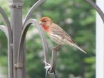House Finch