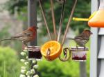 House Finch