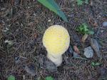 Strange wild mushrooms